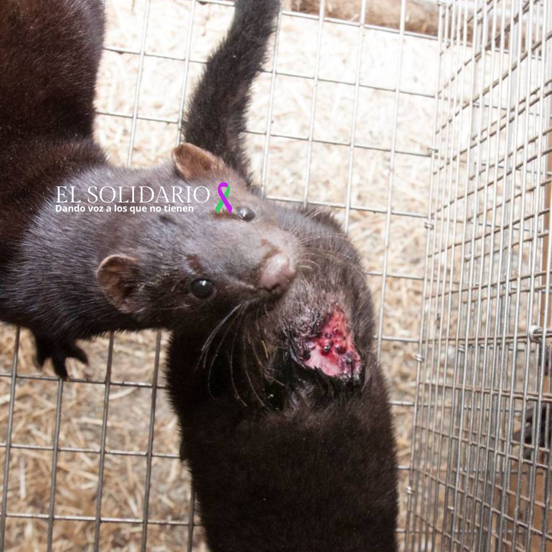 El lado oscuro de la moda, la crueldad de la industria de la piel animal
