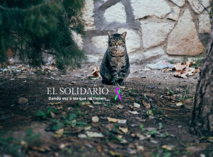 El abandono de colonias felinas en Sevilla pese al plan CER / David Vázquez / El Solidario