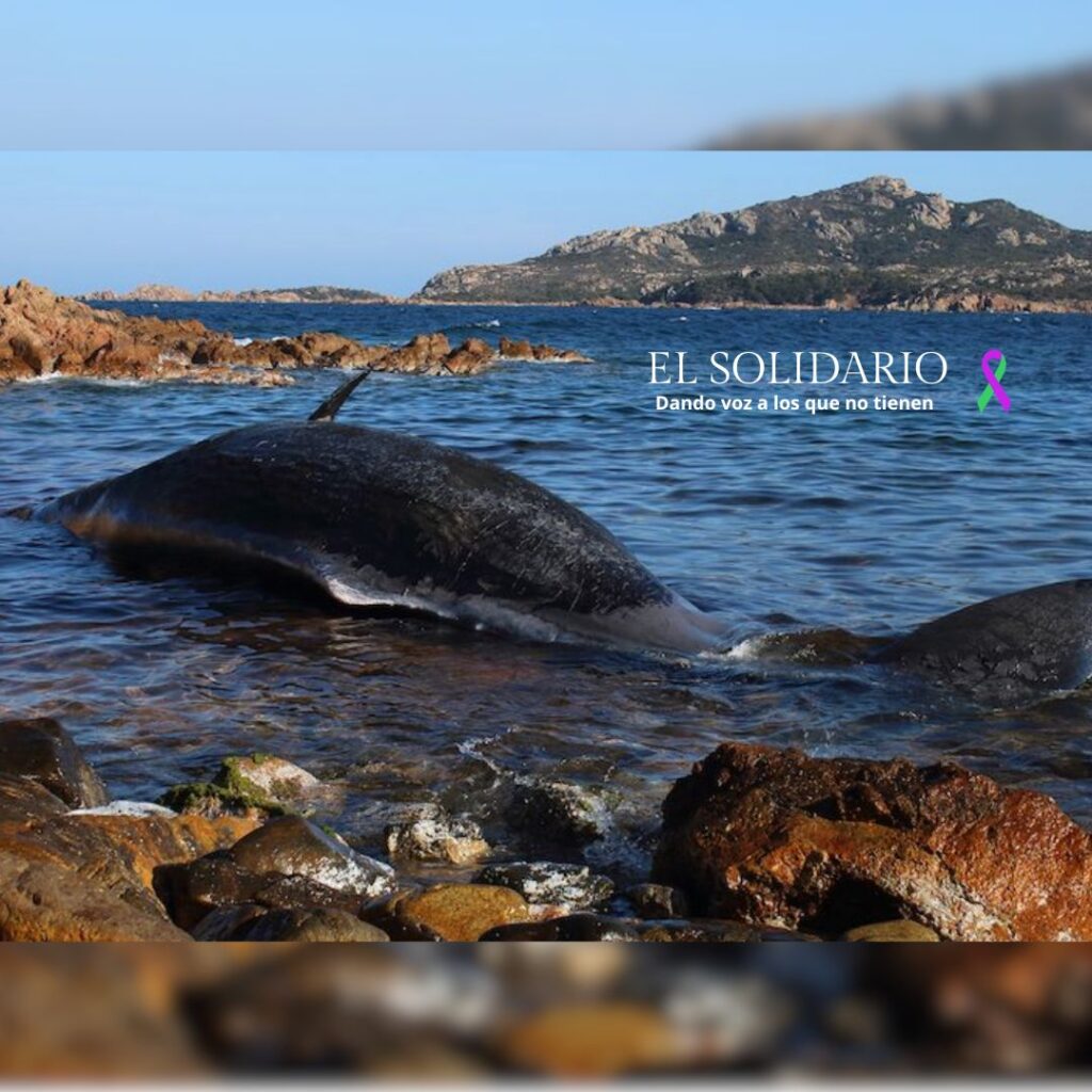La cachalote varada en Cerdeña estaba embarazada y tenía 22 kilos de plástico en su interior / Toma: SEAME / El Solidario