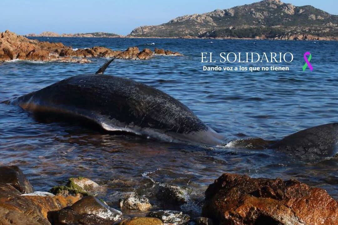 La cachalote varada en Cerdeña estaba embarazada y tenía 22 kilos de plástico en su interior / Toma: SEAME / El Solidario