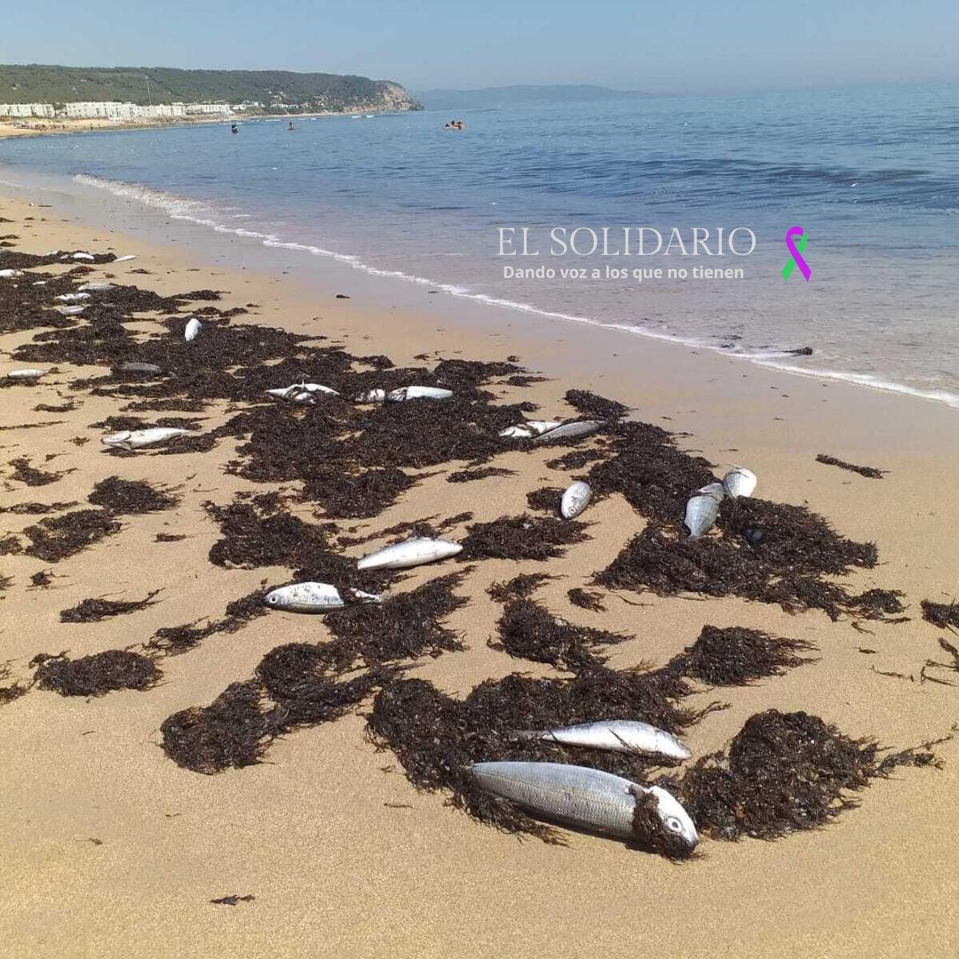 Nuevo proyecto urbanístico en el litoral gaditano se encuentra con la oposición vecinal
