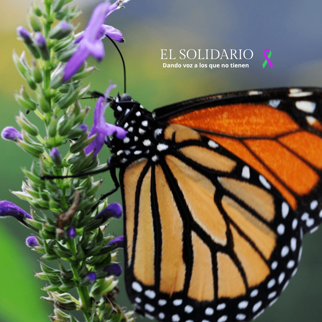 Las mariposas en Estados Unidos están en declive por la crisis climática y la pérdida de hábitat