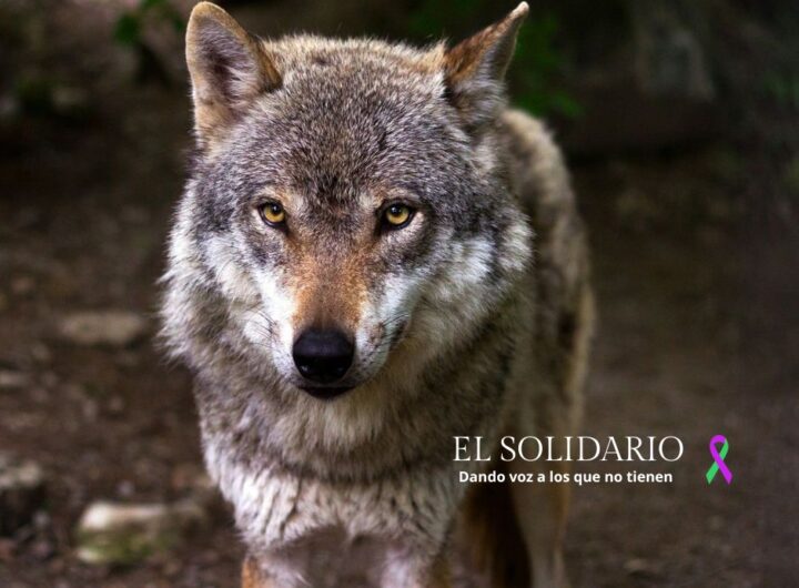 El lobo ibérico, en el punto de mira
