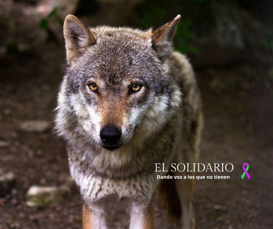 El lobo ibérico, en el punto de mira