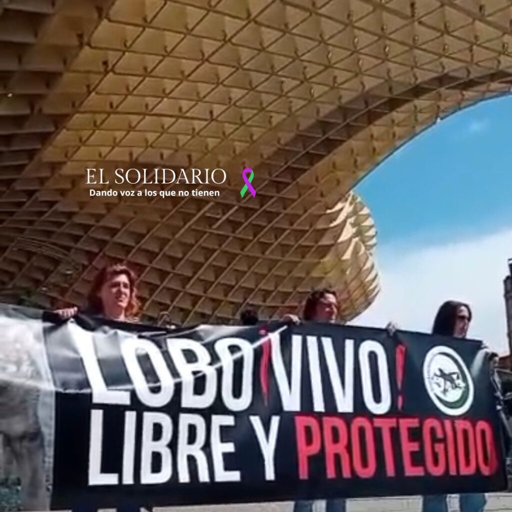 España se moviliza en defensa del lobo ibérico, setas de Sevilla / Toma Alfonsina Esquivel / El Solidario