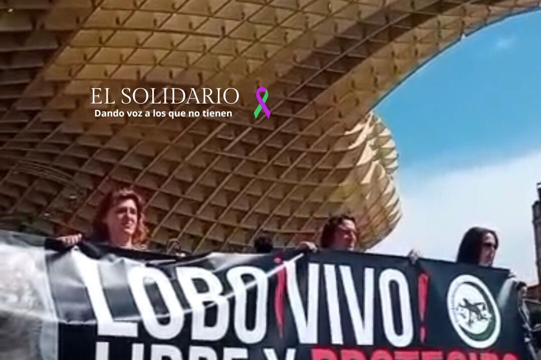 España se moviliza en defensa del lobo ibérico, setas de Sevilla / Toma Alfonsina Esquivel / El Solidario