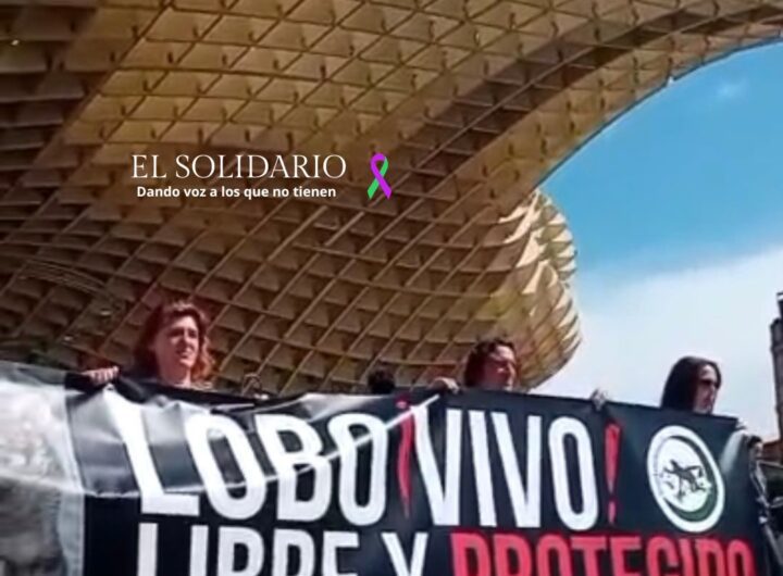 España se moviliza en defensa del lobo ibérico, setas de Sevilla / Toma Alfonsina Esquivel / El Solidario
