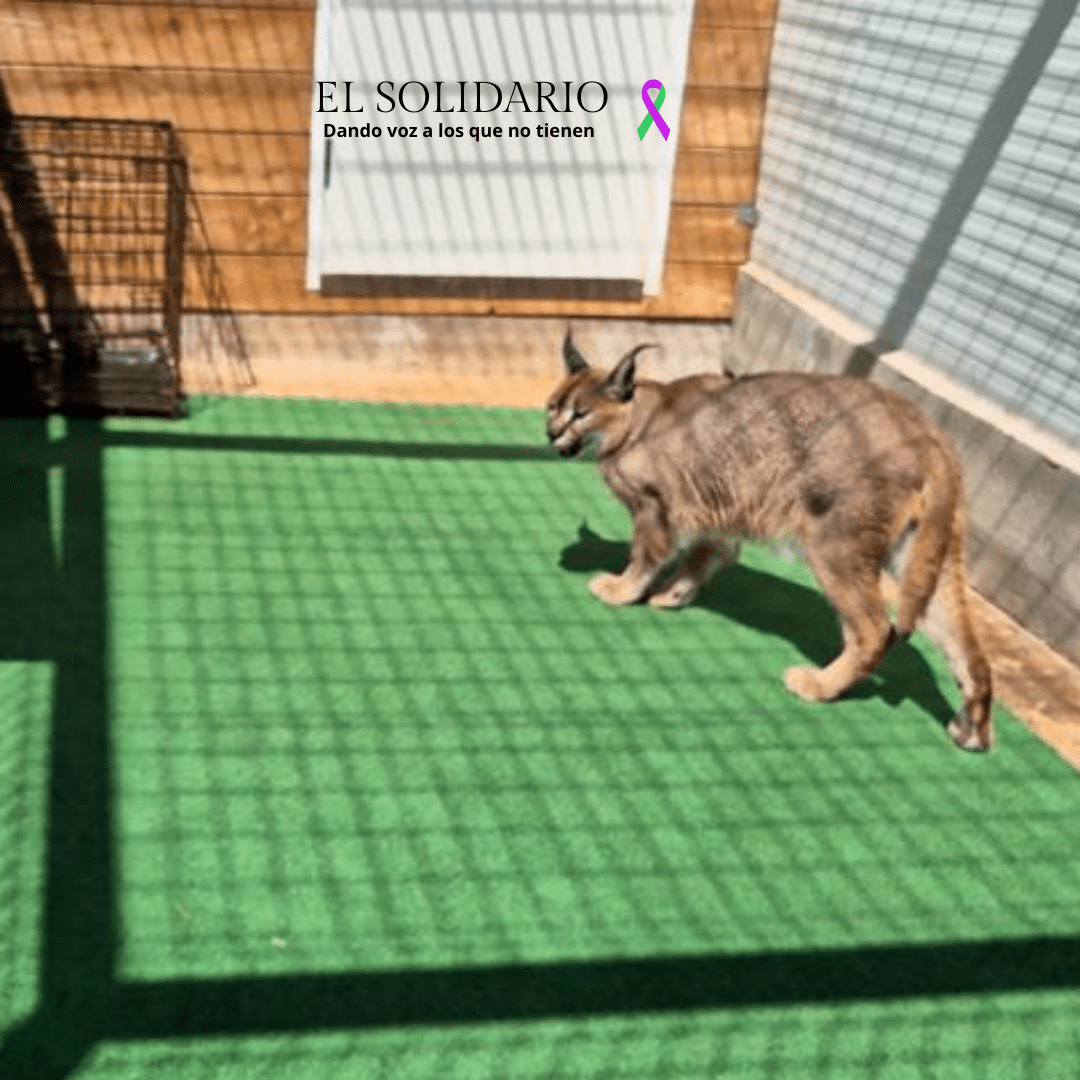 Desmantelada una red internacional de tráfico ilegal de animales exóticos en Mallorca