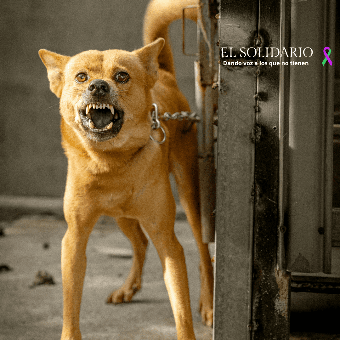 Peligroso incremento del abandono de mascotas en Reino Unido