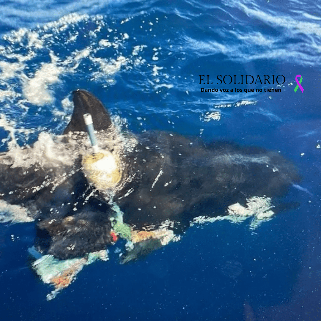 Orca atrapada en basura es rescatada en el Golfo de Cádiz