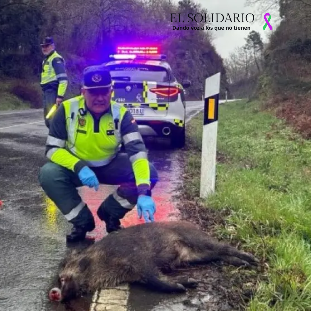 La Guardia Civil alerta sobre el aumento del número de animales salvajes atropellados