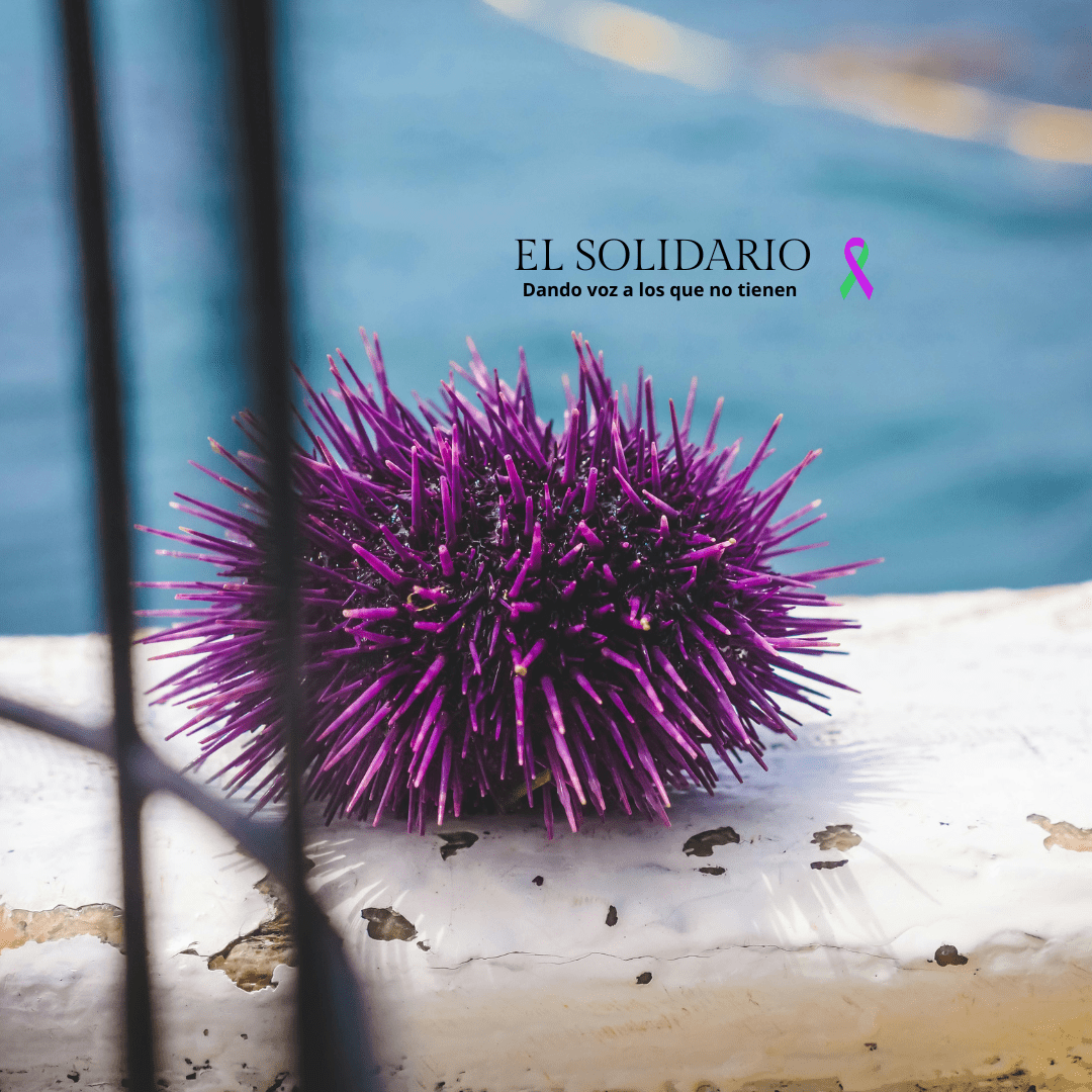 Un estudio revela los efectos perjudiciales de un alga invasora en los erizos de mar