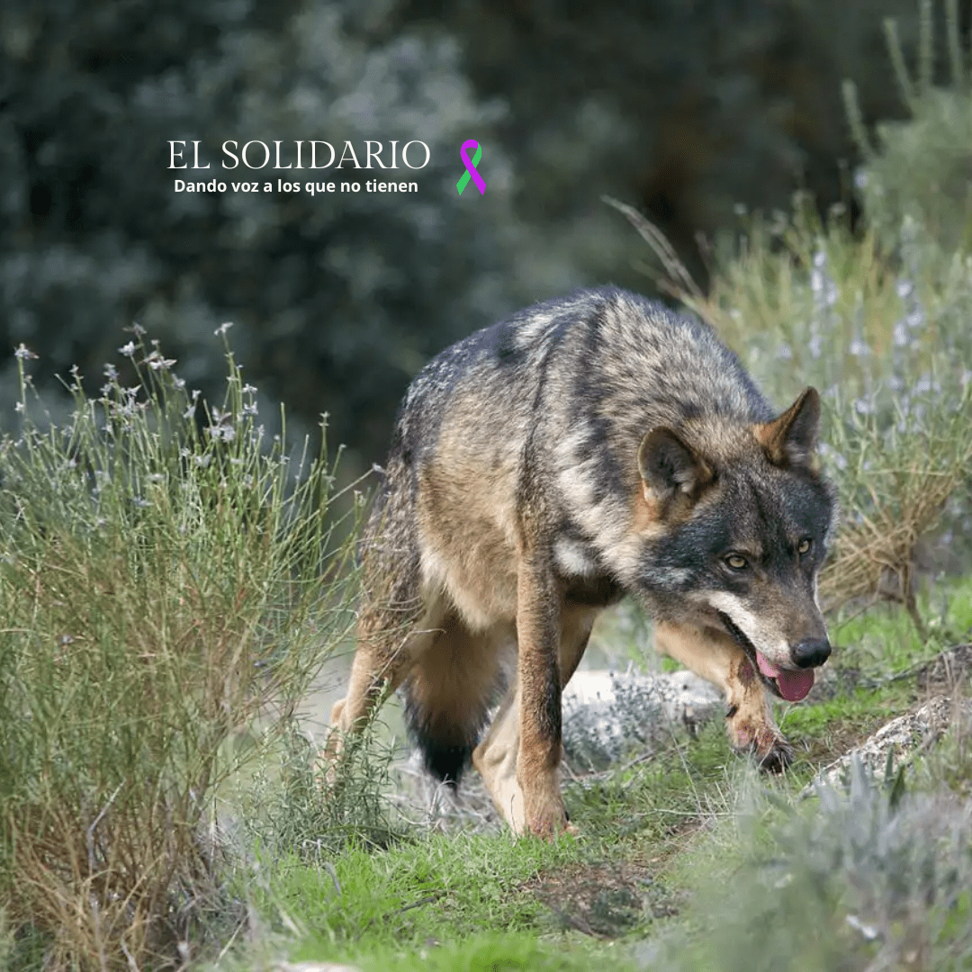 Asturias y Cantabria aprueban la caza de casi 100 lobos tras la nueva Ley de Prevención de las Pérdidas y el Desperdicio Alimentario