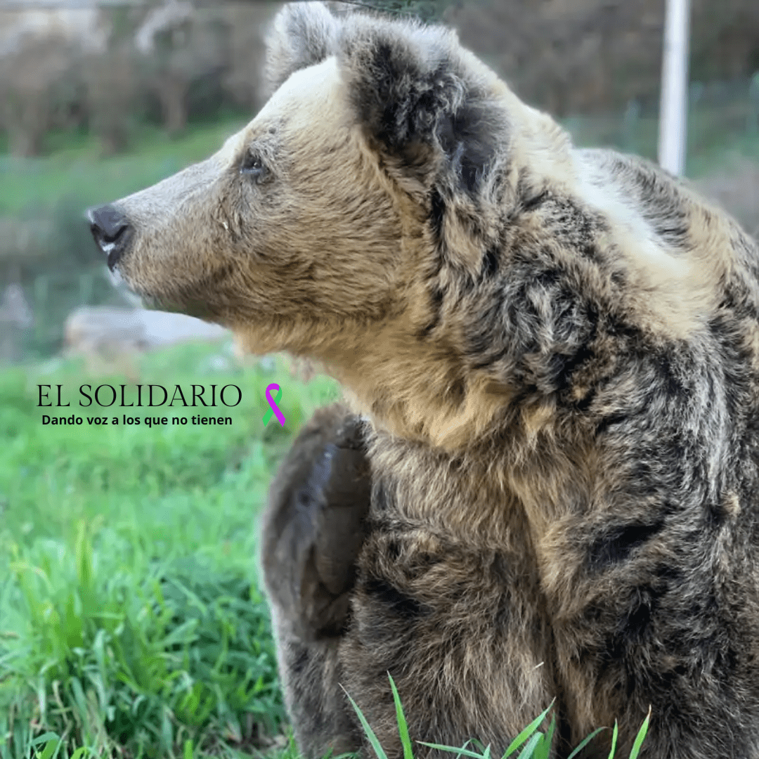 Sacrifican a la osa Paca, símbolo de la recuperación del oso pardo cantábrico