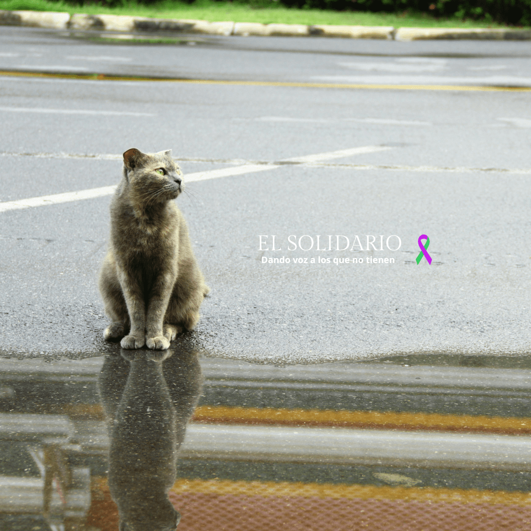 Multan con 9.001 euros por abandonar a su gato en una calle de Ciempozuelos