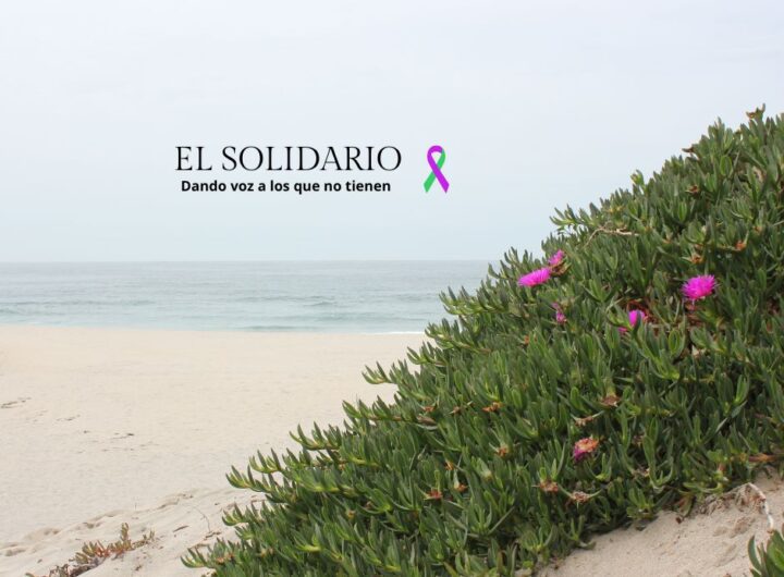 La 'uña de gato' invade las playas de Sanlúcar