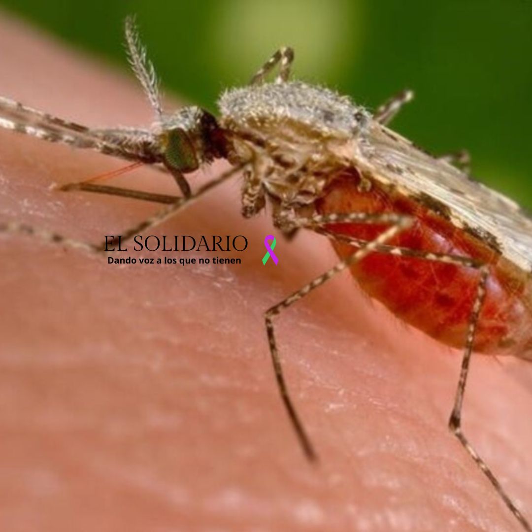 La malaria y su capacidad para decidir destinos y guerras