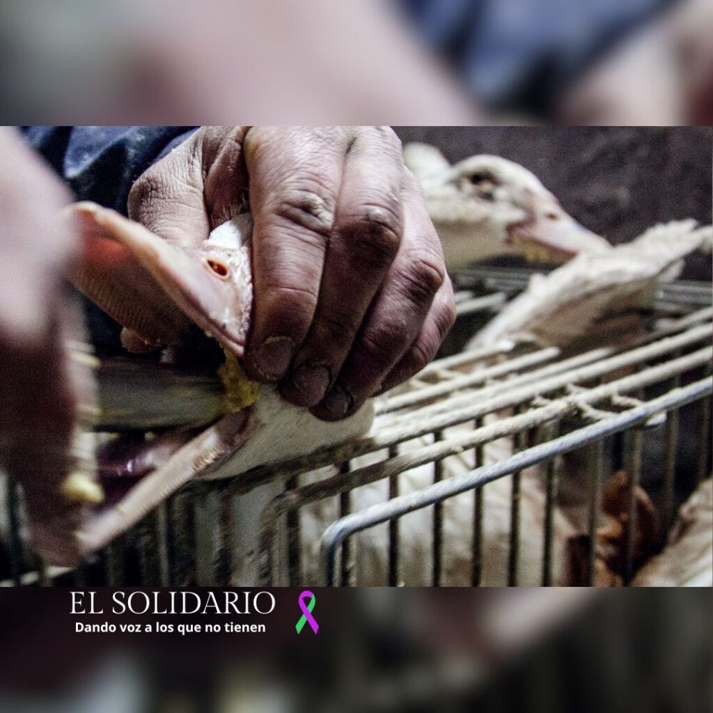 Foie gras, el lujo manchado de sangre que persiste en España / Toma Igualdad Animal / El Solidario