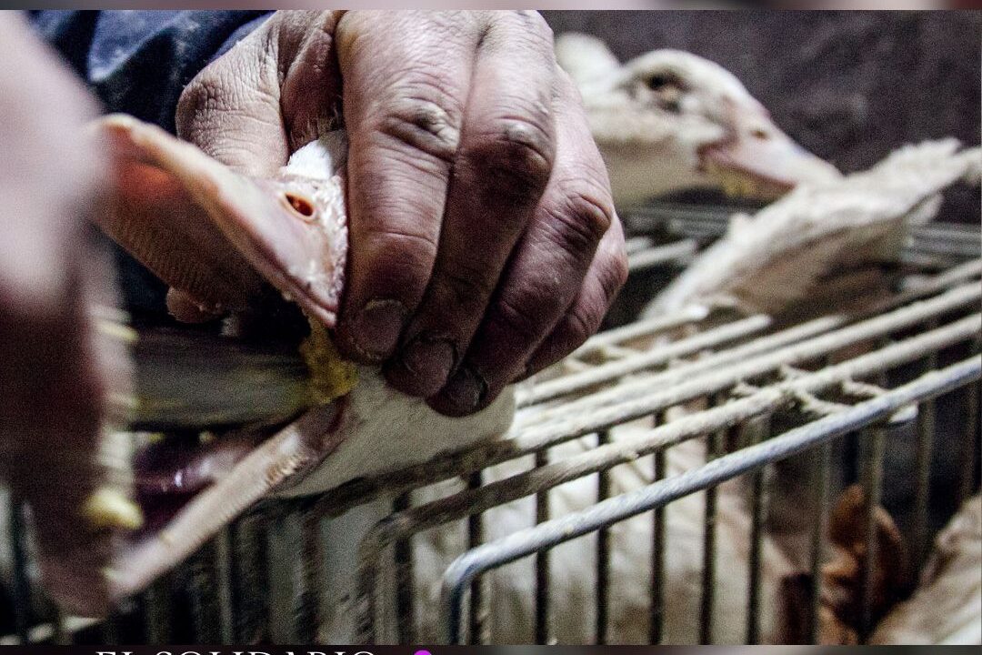 Foie gras, el lujo manchado de sangre que persiste en España / Toma Igualdad Animal / El Solidario