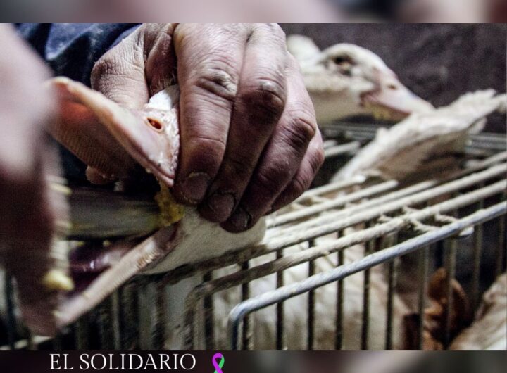 Foie gras, el lujo manchado de sangre que persiste en España / Toma Igualdad Animal / El Solidario