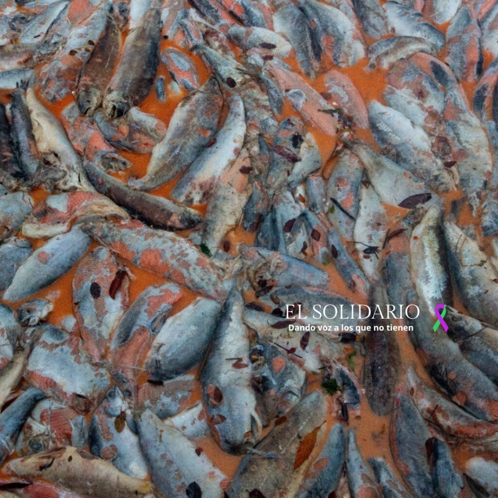 Desastre en el ecosistema a causa de salmoneras / Toma Alvaro Vidal / El Solidario