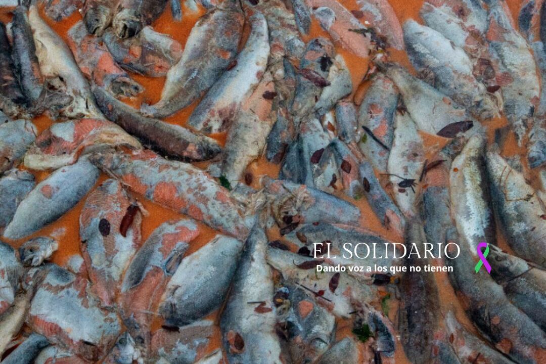 Desastre en el ecosistema a causa de salmoneras / Toma Alvaro Vidal / El Solidario