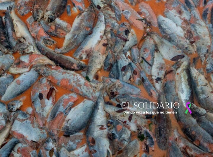 Desastre en el ecosistema a causa de salmoneras / Toma Alvaro Vidal / El Solidario