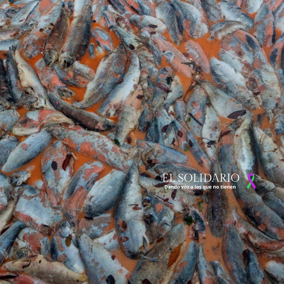 Patagonia amenazada, salmoneras británicas en Malvinas reavivan alerta ambiental
