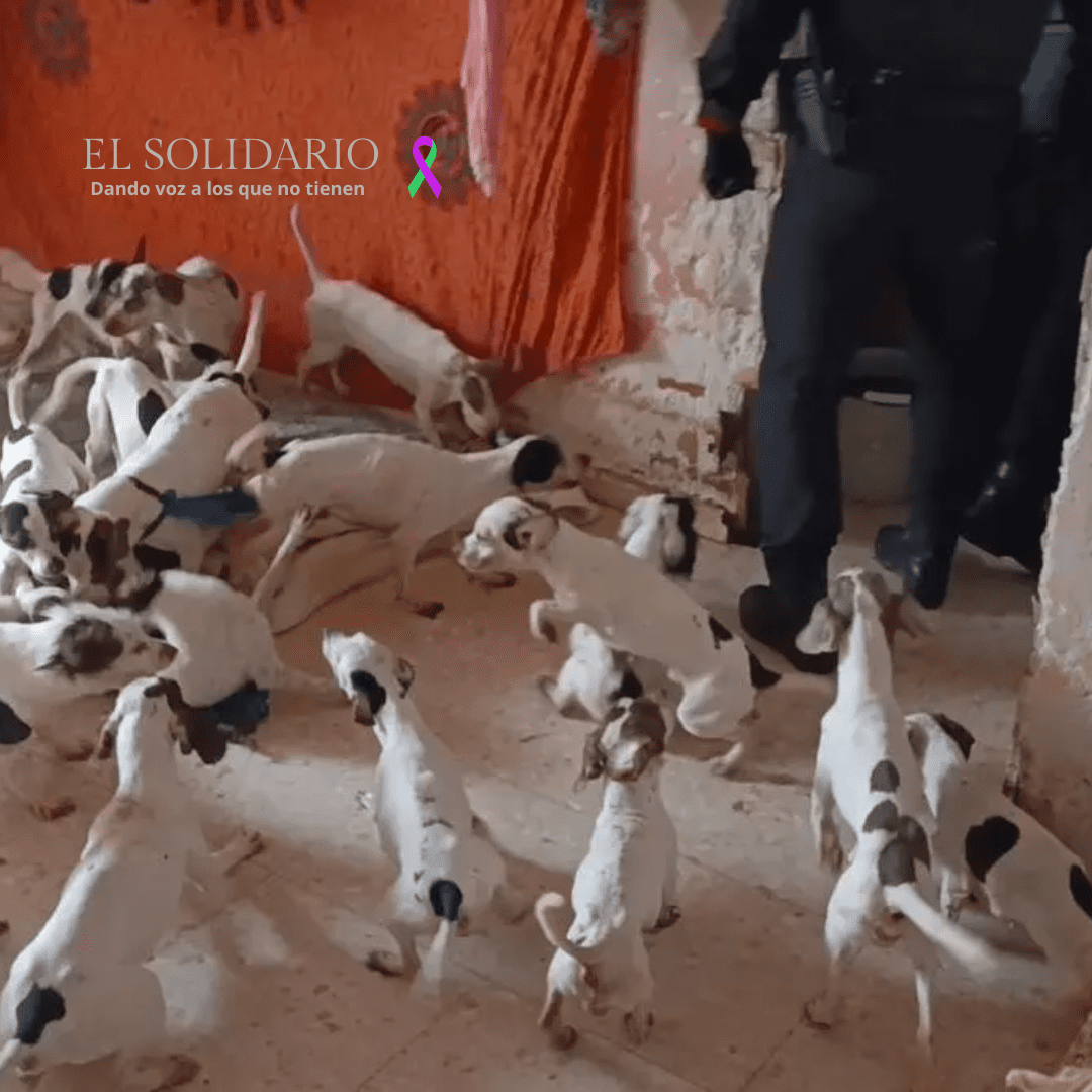 Rescatados 42 animales en condiciones insalubres en Málaga