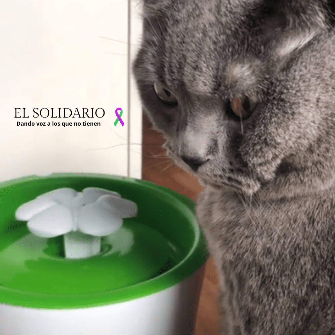 El apagón en la Península Ibérica afectó gravemente a la ganadería, clínicas veterinarias y hasta a las mascotas del hogar