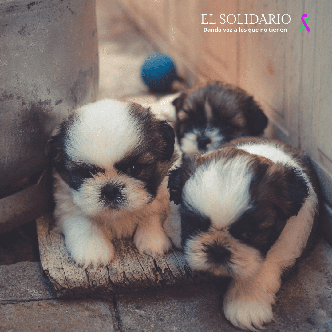 La Xunta ofrece hasta 150 euros a quienes adopten animales abandonados en Galicia