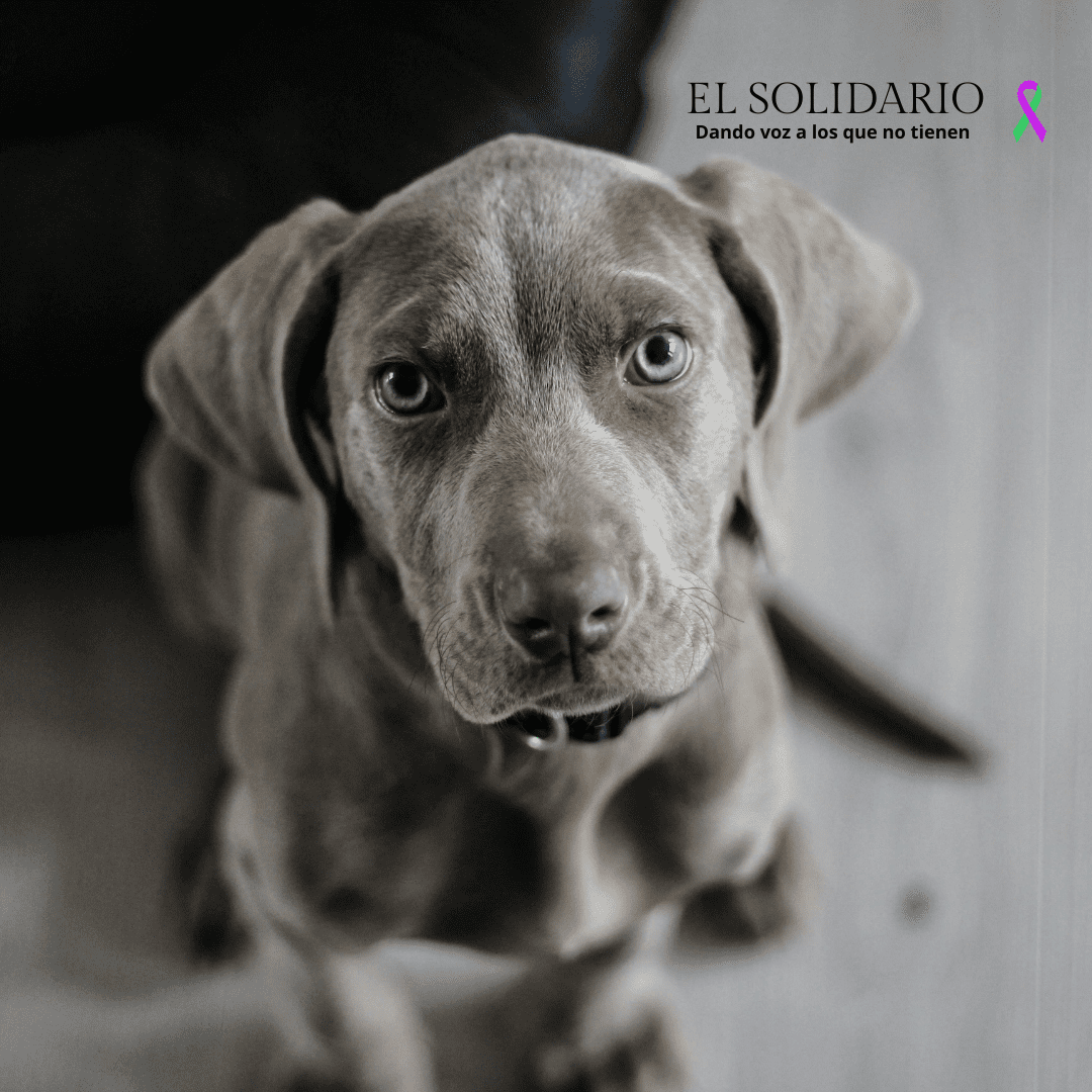 El nuevo Plan de Recogida de Perros Vagabundos de Córdoba aumentará su presupuesto un 36% por las exigencias de la Ley de Bienestar Animal