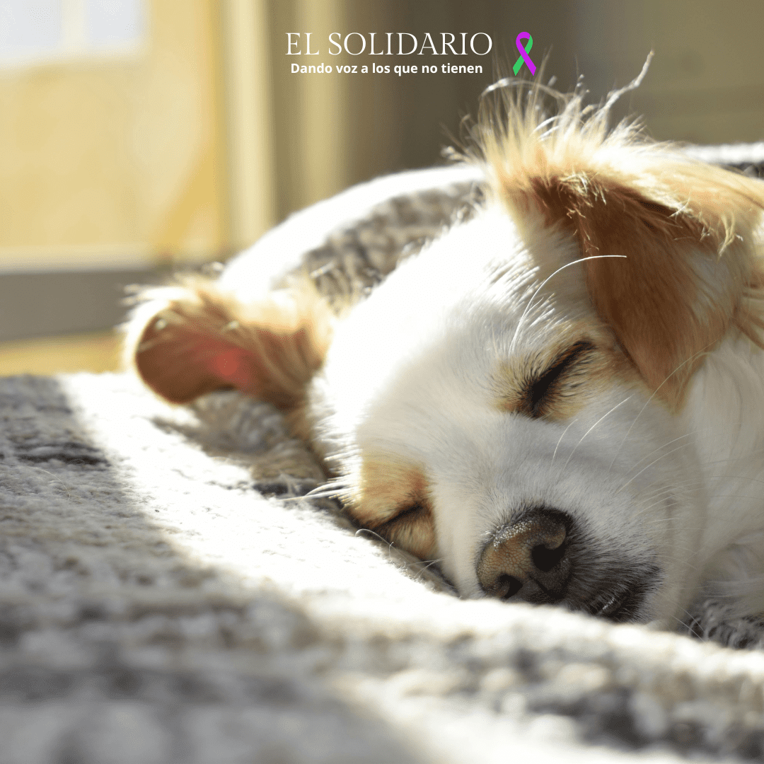 Galicia contará con el primer Centro Autonómico de Protección Animal en Curtis, con capacidad para 500 animales
