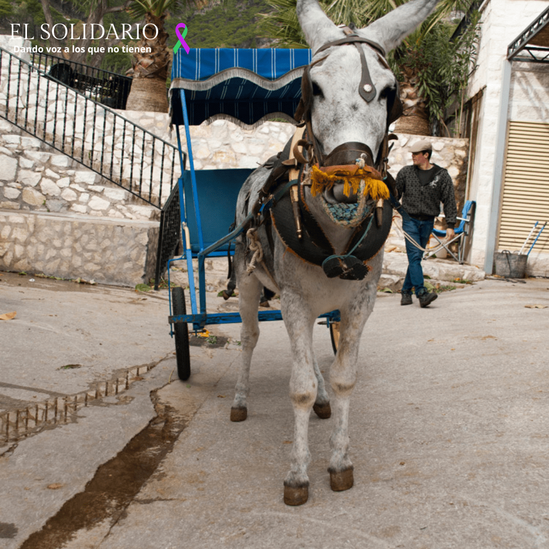 Protesta en Mijas contra los burros-taxi: animalistas reclaman el fin de su uso como atracción turística