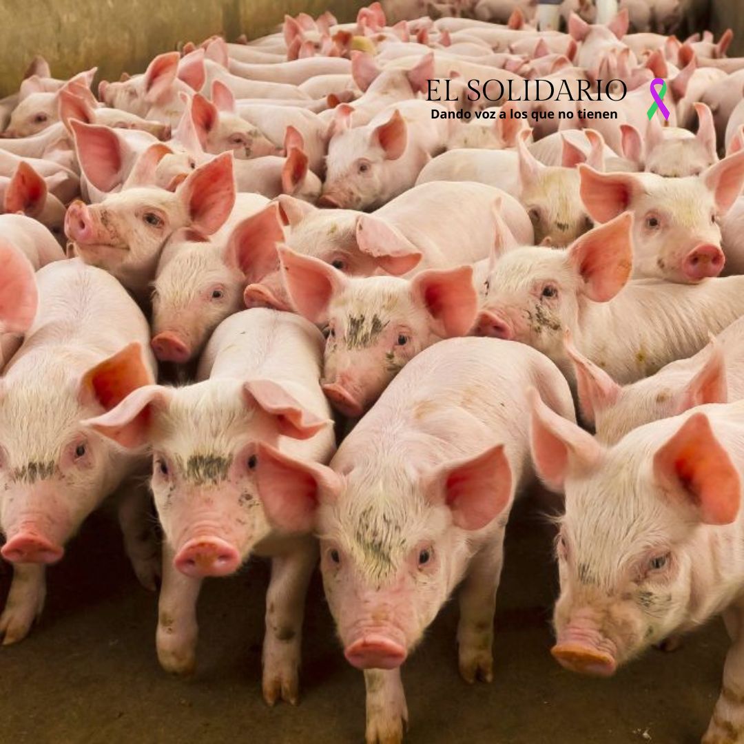 El cerdo ibérico se beneficia de los aranceles de Trump