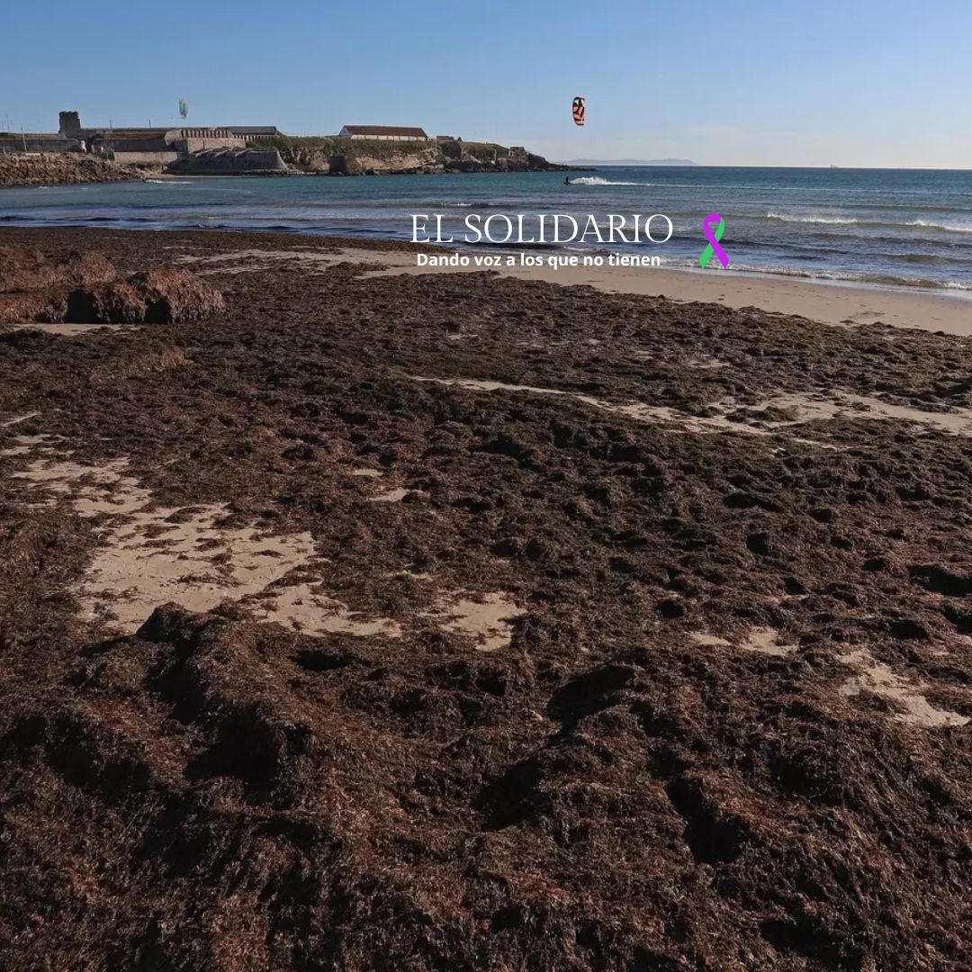 La invasión del alga asiática en el litoral andaluz y la consecuente muerte de la lechuga de mar