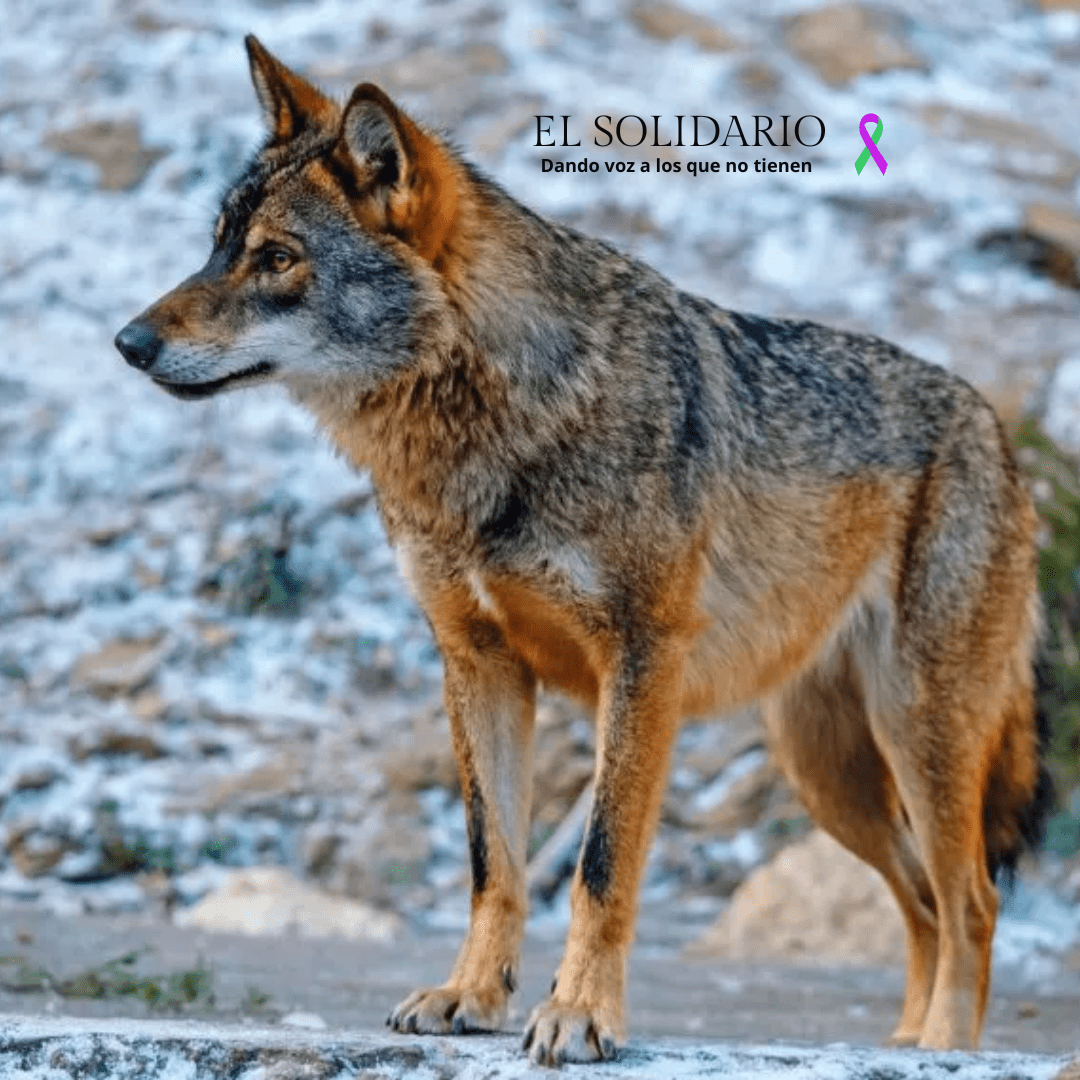 España reabre la caza del lobo ibérico tras cuatro años de protección total, pese al rechazo científico