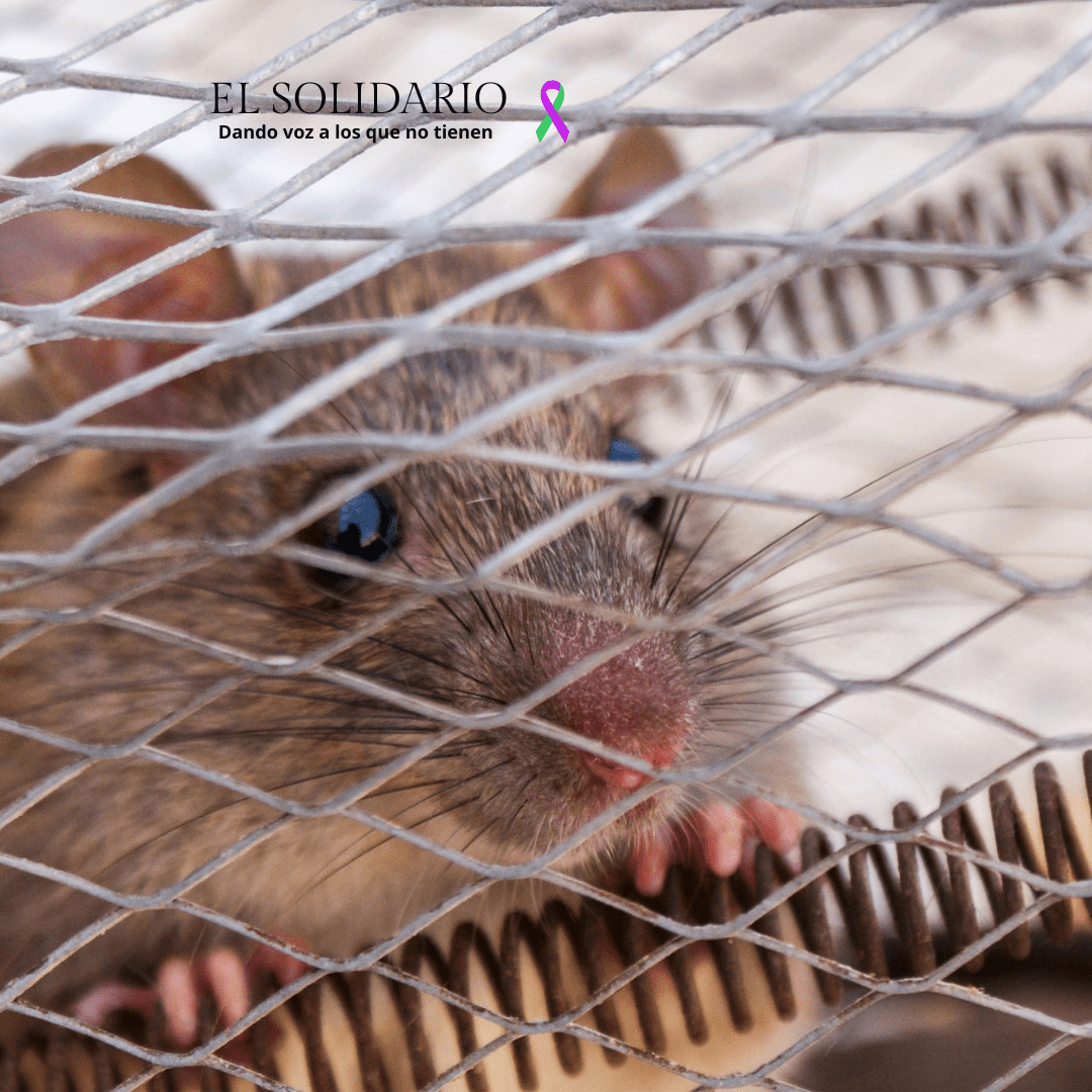 Alerta en Tobarra por nuevos casos de envenenamiento de animales