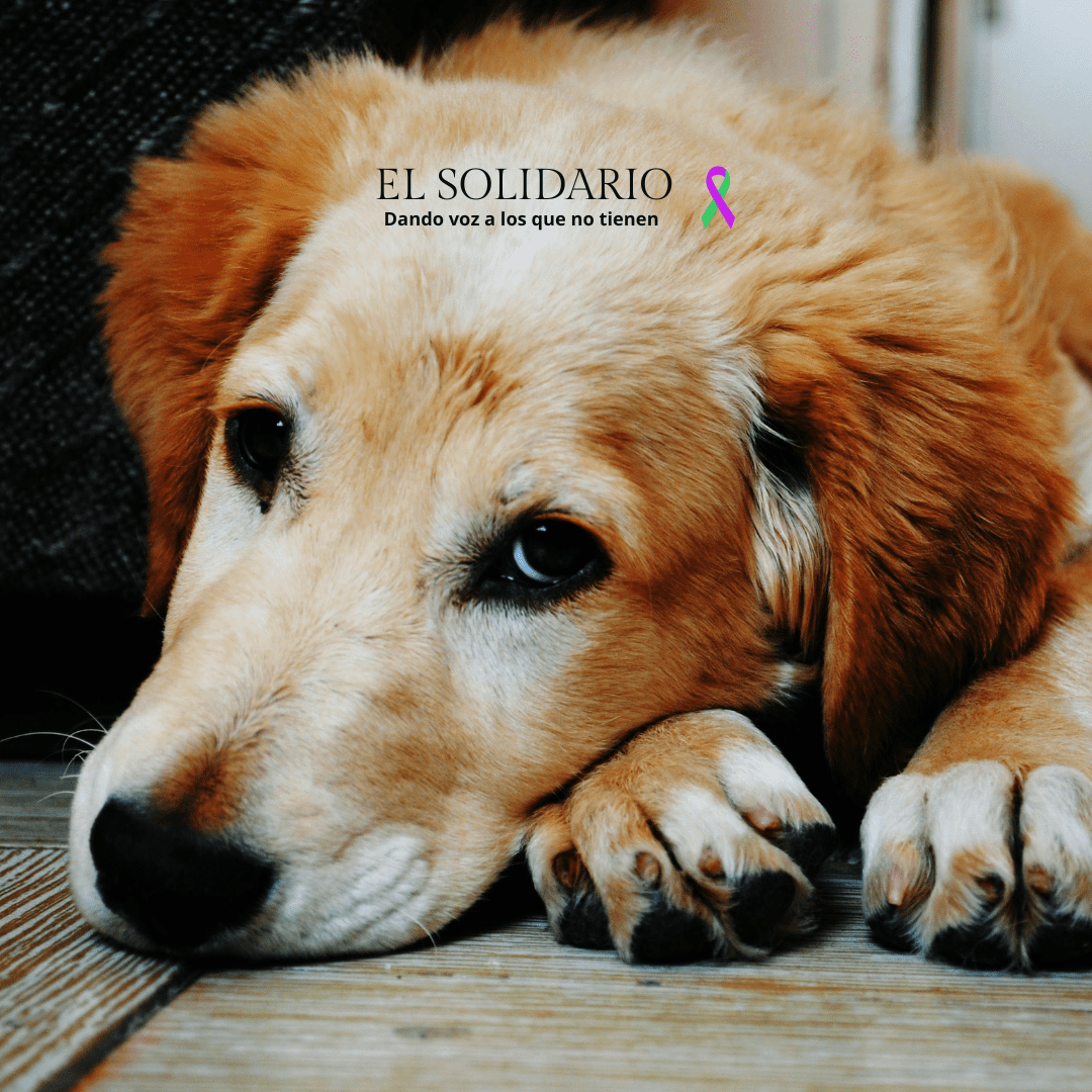 Sadeco lanza la campaña “En vacaciones, no abandones” para frenar el abandono de animales en verano