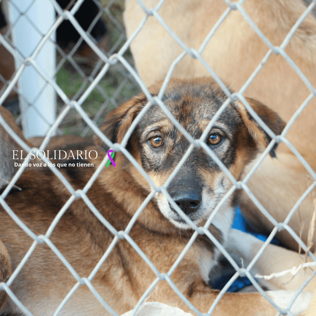 Prisión sin fianza para una mujer que fingía gestionar adopciones de animales y entregaba cachorros enfermos o moribundos