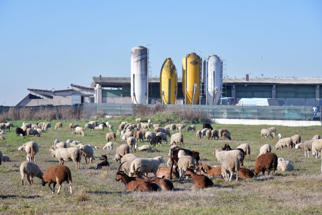 Sheep and goats grazing in Castel d'Azzano, Veneto, Italy with farm silos in the background.