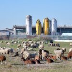 Sheep and goats grazing in Castel d'Azzano, Veneto, Italy with farm silos in the background.
