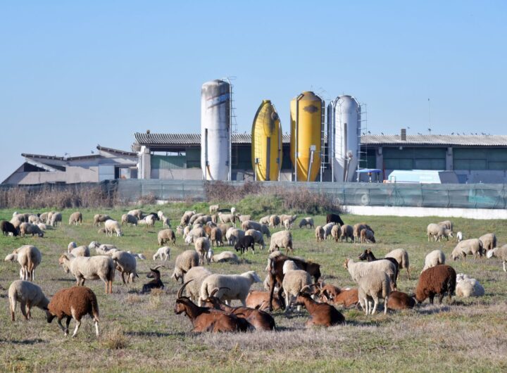 Sheep and goats grazing in Castel d'Azzano, Veneto, Italy with farm silos in the background.