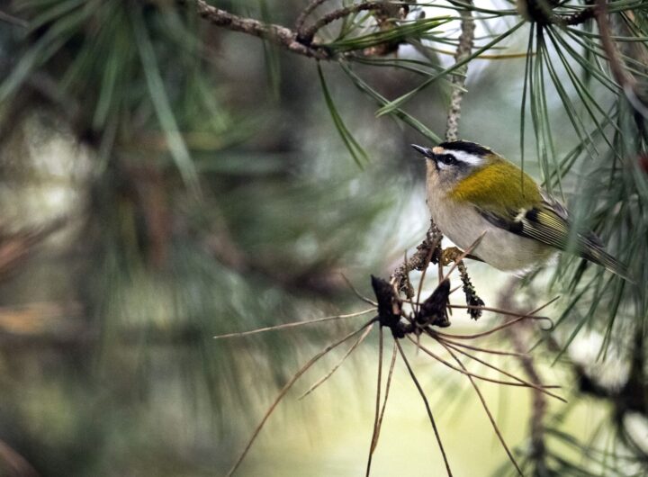 A vibrant firecrest perches on a pine branch in a natural setting in San Sebastián.