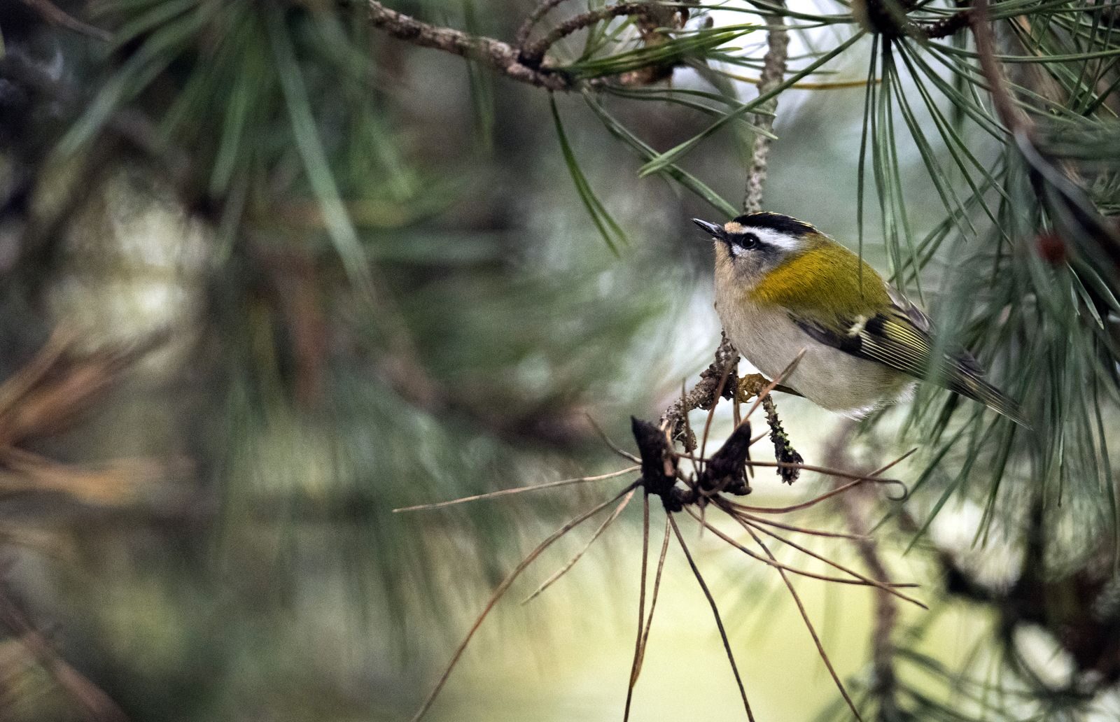 Guardianes de la biodiversidad local: el papel de los refugios de fauna autóctona en la recuperación de ecosistemas