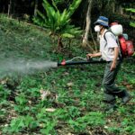 A farmer sprays pesticides in a lush forest area near Manacapuru, Brazil.