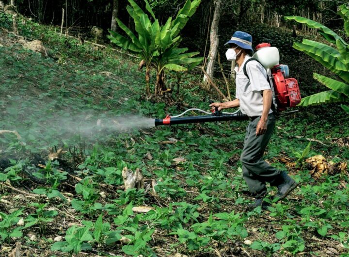 A farmer sprays pesticides in a lush forest area near Manacapuru, Brazil.