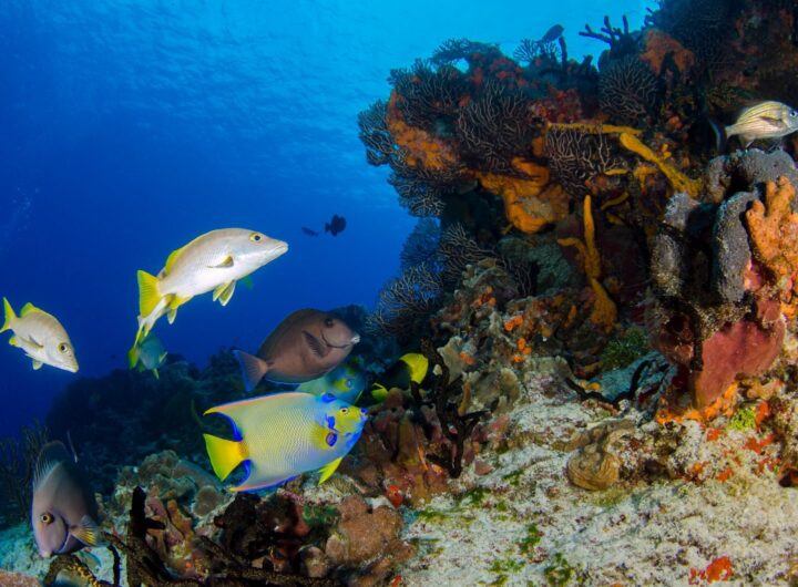 Explore colorful marine life and corals in a vivid underwater photograph.