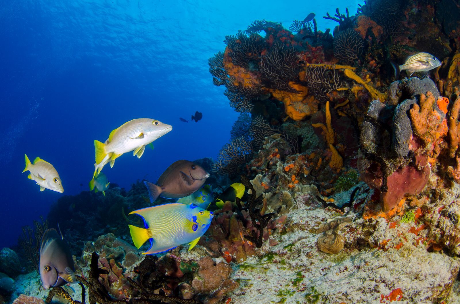 Alerta en el océano: el 34% de las pesquerías mundiales están sobreexplotadas y el tiempo se acaba
