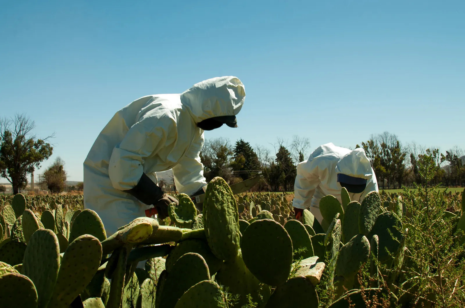 Desserto: el cuero de nopal creado en México